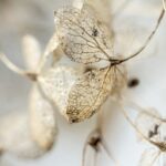 Is a Funeral a Sacrament? Exploring Religious Customs 2 Is a Funeral a Sacrament? Exploring Religious Customs