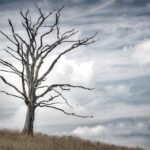 How to Setup a Day of the Dead Altar - Setting Up a Day of the Dead Altar: Step-by-Step Guide 2 How to Setup a Day of the Dead Altar – Setting Up a Day of the Dead Altar: Step-by-Step Guide