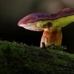 Gathering of Faith: Charismatic Healing Mass Experience