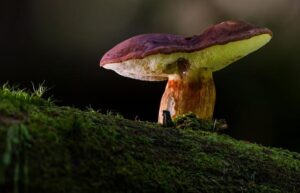 Gathering of Faith: Charismatic Healing Mass Experience