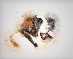 Pet Care Tips: Do Saint Bernards Drool? 24 Pet Care Tips: Do Saint Bernards Drool?