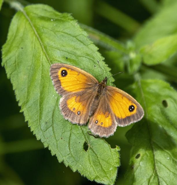 How the Catholic Church Built Western Civilization? Exploring Historical Contributions! 3 3. Gatekeepers of Knowledge: Preserving and Transmitting Ancient Wisdom