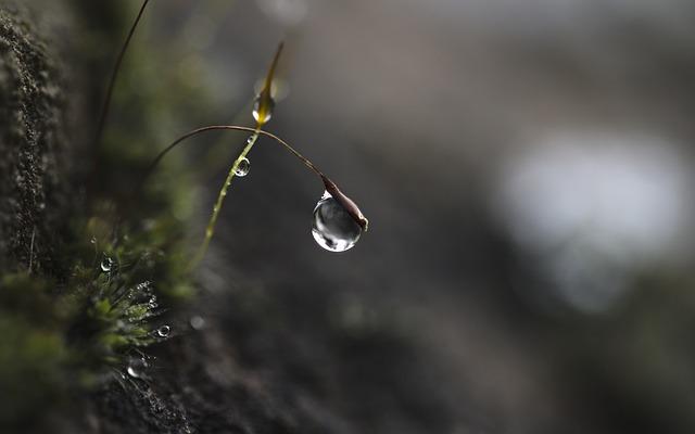 How to Do Adoration of the Blessed Sacrament? Exploring Devotional Practices 4 Choosing a Focus for Adoration: Understanding Different Devotional Practices