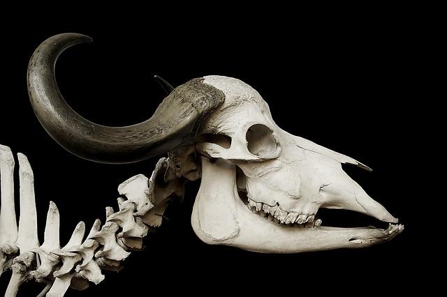 The Significance of the Horns of the Altar in Biblical Sacrificial Practices