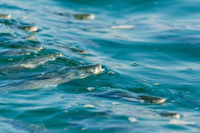 - Following Along: Tips for Navigating the Latin Missal