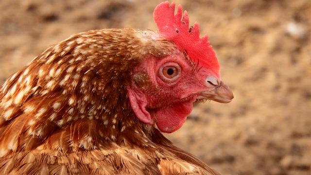 First Responders Tribute: Who Is the Patron Saint of Firefighters? 5 Exploring the Origins and History of Patron Saints for Firefighters