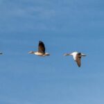 Where Can u Order Flower of the Holy Spirit Orchid? Floral Recommendations 3 Where Can u Order Flower of the Holy Spirit Orchid? Floral Recommendations