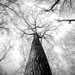 Where is Master Philip McCaffrey Holy Order of Mans? Historical Perspectives 19 Where is Master Philip McCaffrey Holy Order of Mans? Historical Perspectives