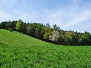 Who Receives the Fullness of Holy Orders? Ecclesiastical Insights Discussed