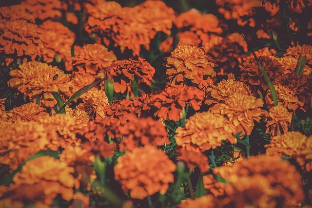 What Is the Day of the Dead Altar - Understanding the Day of the Dead Altar 6 The role of marigolds in Day of the Dead altars