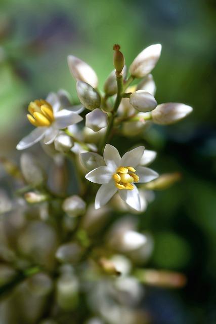 Portland Catholic Diocese: Discovering Spirituality in the Northwest 9 Creating a Sacred Home: Incorporating Catholic Practices into Daily Life