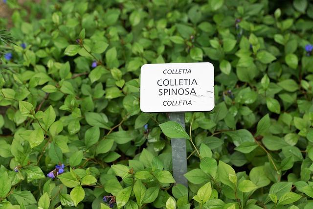 Is High Mass in Latin? Unveiling the Truth 8 - Honoring the Beauty of the Latin Language in High Mass: Celebrating Tradition